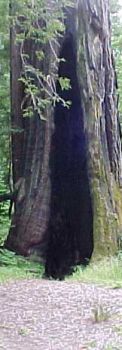 goosepen in a redwood tree
